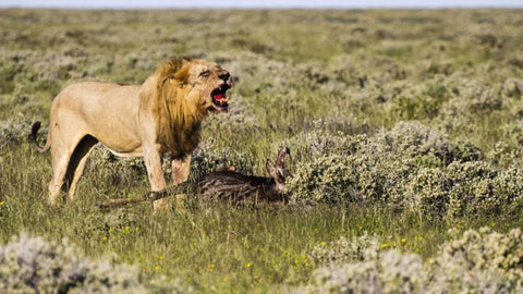 Namibia, Etosha NP Male lion roars over carcass Black Ornate Wood Framed Art Print with Double Matting by Young, Bill