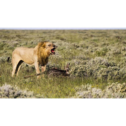 Namibia, Etosha NP Male lion roars over carcass Gold Ornate Wood Framed Art Print with Double Matting by Young, Bill