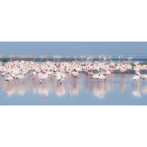 Namibia, Walvis Bay Group of greater flamingos Black Modern Wood Framed Art Print with Double Matting by Young, Bill