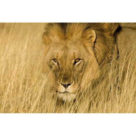 Africa, Namibia Male lion in dry grass Gold Ornate Wood Framed Art Print with Double Matting by Zuckerman, Jim