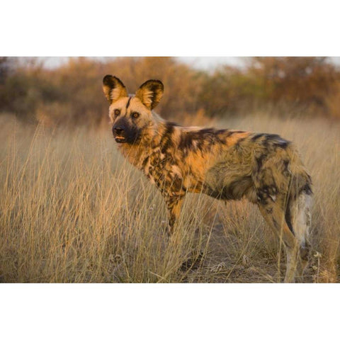 Africa, Namibia Wild dog close-up White Modern Wood Framed Art Print by Zuckerman, Jim