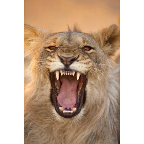 Africa, Namibia Male lion growling Black Modern Wood Framed Art Print with Double Matting by Zuckerman, Jim