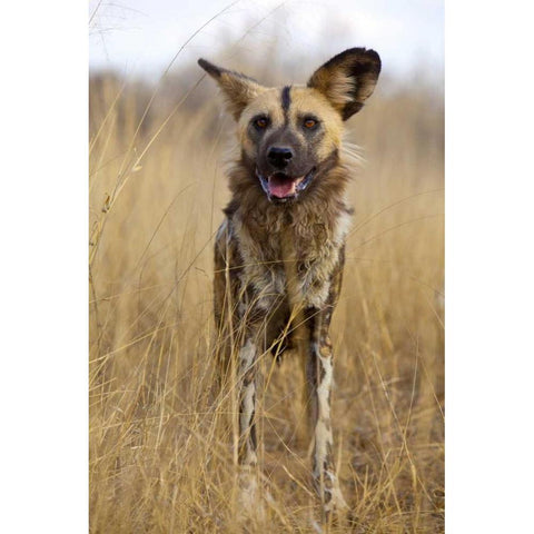 Africa, Namibia Wild dog close-up Black Modern Wood Framed Art Print by Zuckerman, Jim