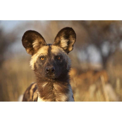 Africa, Namibia Wild dog portrait Black Modern Wood Framed Art Print by Zuckerman, Jim