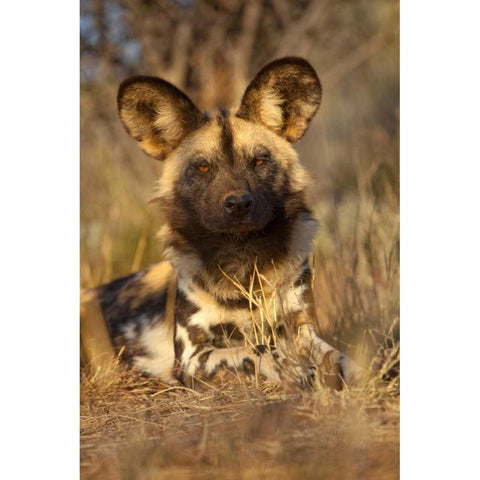 Africa, Namibia Wild dog resting Black Modern Wood Framed Art Print by Zuckerman, Jim