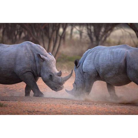Africa, Namibia White rhinos fighting Black Modern Wood Framed Art Print by Zuckerman, Jim