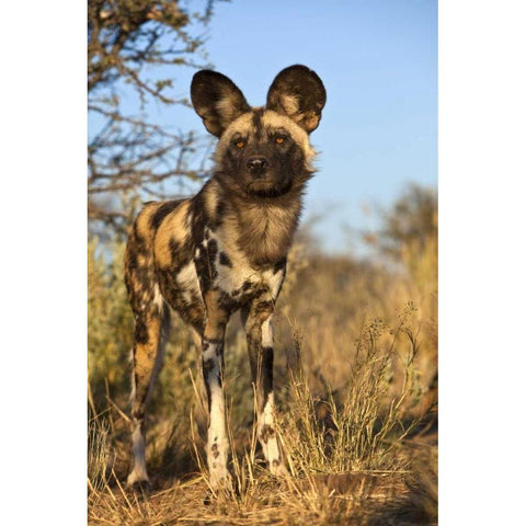 Africa, Namibia Wild dog close-up Black Modern Wood Framed Art Print by Zuckerman, Jim