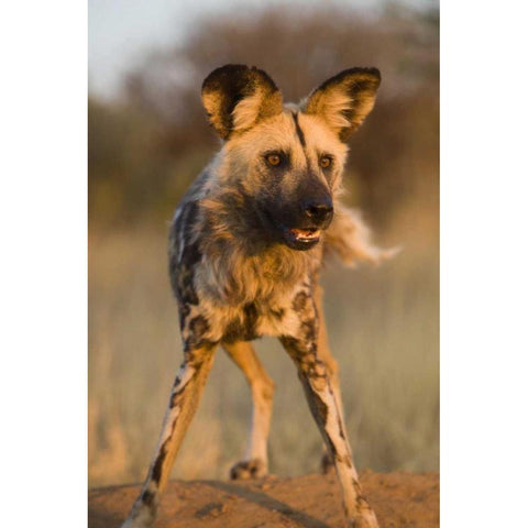 Africa, Namibia Wild dog close-up Black Modern Wood Framed Art Print by Zuckerman, Jim