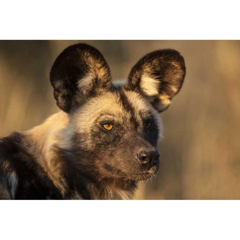 Africa, Namibia Wild dog portrait Black Modern Wood Framed Art Print by Zuckerman, Jim