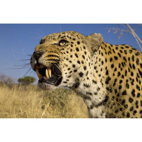 Africa, Namibia Leopard snarling Black Modern Wood Framed Art Print by Zuckerman, Jim