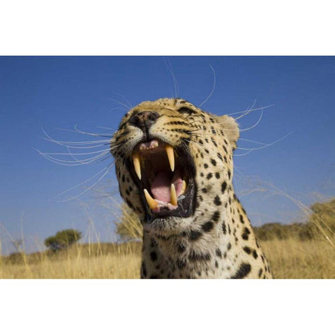Africa, Namibia Leopard snarling White Modern Wood Framed Art Print by Zuckerman, Jim