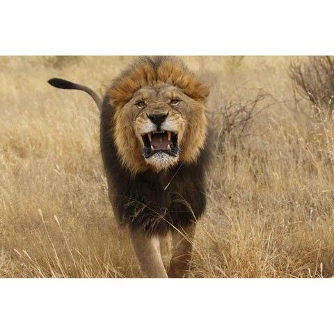 Africa, Namibia Aggressive male lion Gold Ornate Wood Framed Art Print with Double Matting by Zuckerman, Jim