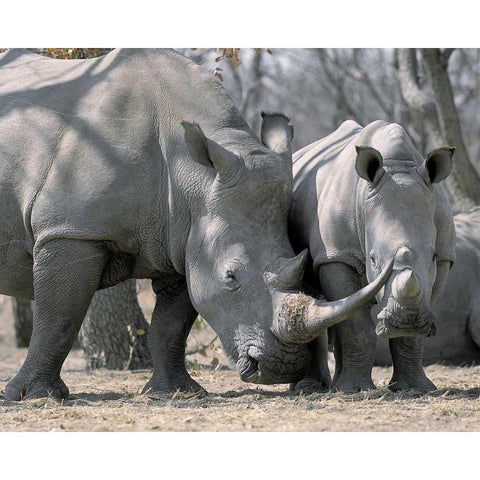 Africa, Namibia White rhino mother and calf White Modern Wood Framed Art Print by Zuckerman, Jim