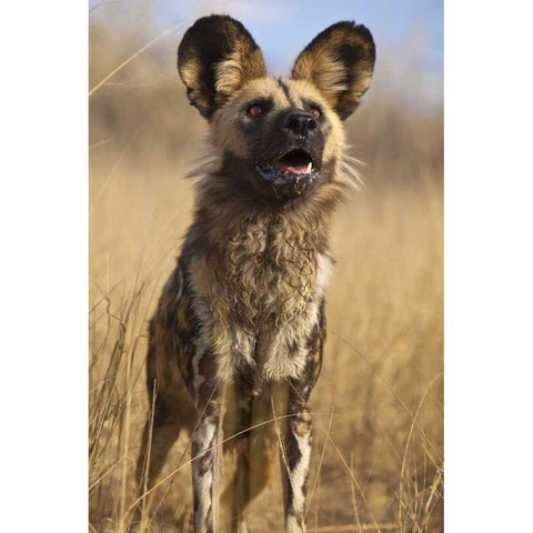 Africa, Namibia Wild dog close-up Black Modern Wood Framed Art Print by Zuckerman, Jim