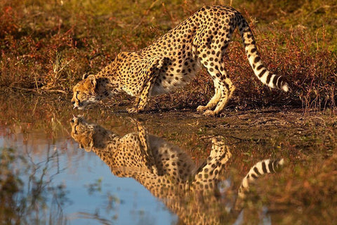 Namibia Adult cheetah drinking and reflecting in water Black Ornate Wood Framed Art Print with Double Matting by Jaynes Gallery