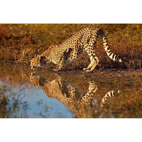 Namibia Adult cheetah drinking and reflecting in water Black Modern Wood Framed Art Print by Jaynes Gallery
