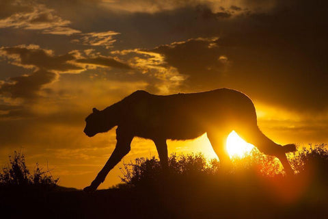 Namibia Cheetah silhouette at sunset White Modern Wood Framed Art Print with Double Matting by Jaynes Gallery