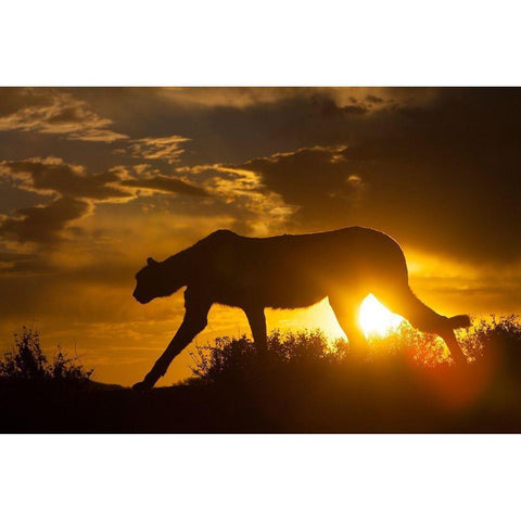 Namibia Cheetah silhouette at sunset Black Modern Wood Framed Art Print by Jaynes Gallery