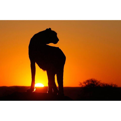 Namibia Cheetah silhouette at sunset Black Modern Wood Framed Art Print by Jaynes Gallery