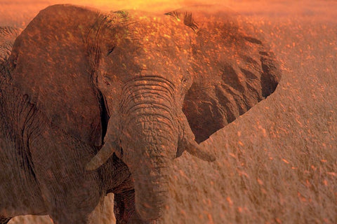 Africa-Namibia-Montage of elephant at sunrise Black Ornate Wood Framed Art Print with Double Matting by Jaynes Gallery