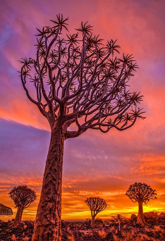 Africa-Namibia-Quiver trees at sunset White Modern Wood Framed Art Print with Double Matting by Jaynes Gallery