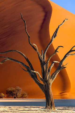 Namibia-Sossusvlei-Namib-Naukluft National Park-Composite of dead tree and sand dune White Modern Wood Framed Art Print with Double Matting by Jaynes Gallery