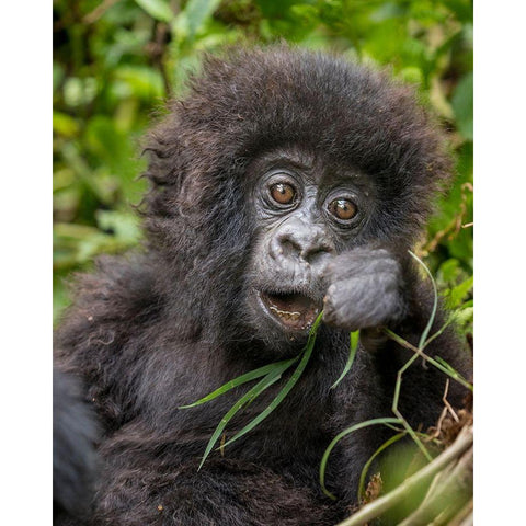 Africa-Rwanda-Volcanoes National Park-Baby Mountain Gorilla playing with piece of grass Black Modern Wood Framed Art Print by Souders, Paul