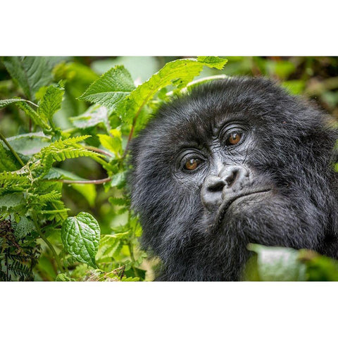 Africa-Rwanda-Volcanoes National Park-Close-up portrait of adult Mountain Gorilla in rainforest Black Modern Wood Framed Art Print by Souders, Paul