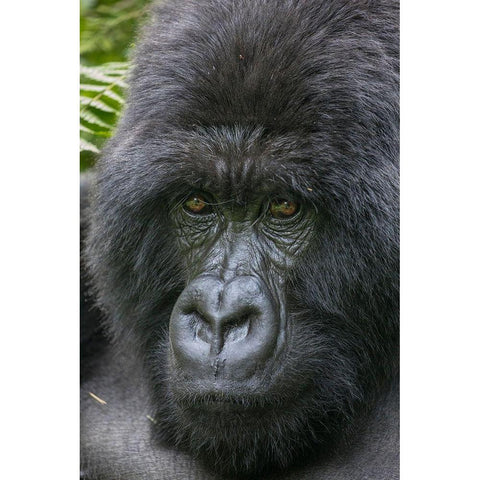 Africa-Rwanda-Volcanoes National Park-Close-up portrait of adult male Mountain Gorilla in rainforest White Modern Wood Framed Art Print by Souders, Paul
