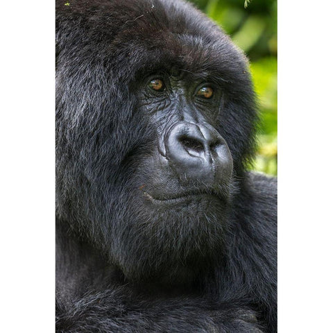 Africa-Rwanda-Volcanoes National Park-Close-up portrait of adult male Mountain Gorilla Black Modern Wood Framed Art Print by Souders, Paul