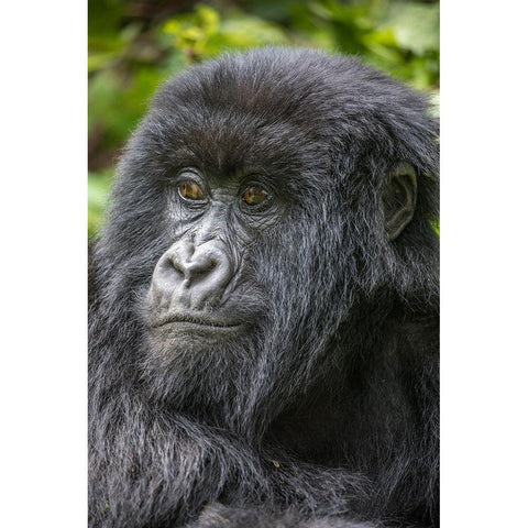 Africa-Rwanda-Volcanoes National Park-Portrait of Mountain Gorilla Black Modern Wood Framed Art Print by Souders, Paul