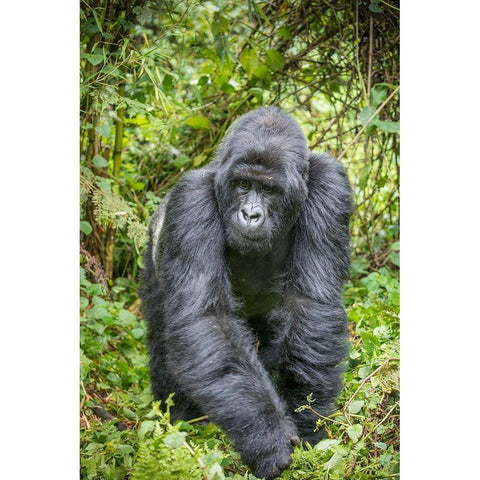 Africa-Rwanda-Volcanoes National Park-Mountain Gorilla Silverback Black Modern Wood Framed Art Print by Souders, Paul