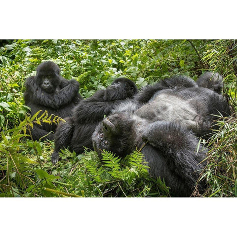 Africa-Rwanda-Volcanoes National Park-Mountain Gorillas resting in rainforest Black Modern Wood Framed Art Print with Double Matting by Souders, Paul