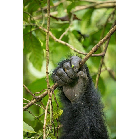 Africa-Rwanda-Volcanoes National Park-Close-up of Mountain Gorillas hand gripping vines Gold Ornate Wood Framed Art Print with Double Matting by Souders, Paul