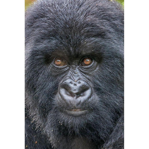 Africa-Rwanda-Volcanoes National Park-Close-up portrait of Mountain Gorilla while at rest Gold Ornate Wood Framed Art Print with Double Matting by Souders, Paul