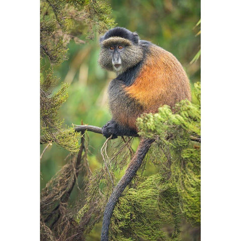 Africa-Rwanda-Volcanoes National Park-Golden Monkey in Virunga Mountains Black Modern Wood Framed Art Print with Double Matting by Souders, Paul
