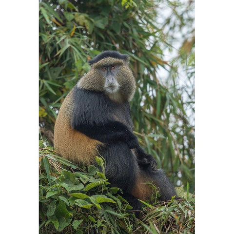 Africa-Rwanda-Volcanoes National Park-Golden Monkey in Virunga Mountains Black Modern Wood Framed Art Print by Souders, Paul