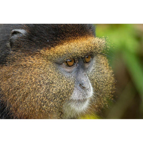 Africa-Rwanda-Volcanoes National Park-Close-up portrait of Golden Monkey  Black Modern Wood Framed Art Print with Double Matting by Souders, Paul