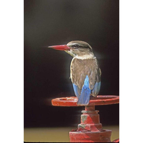 South Kruger NP Brown-hooded kingfisher on wheel Black Modern Wood Framed Art Print by Williams, Joanne