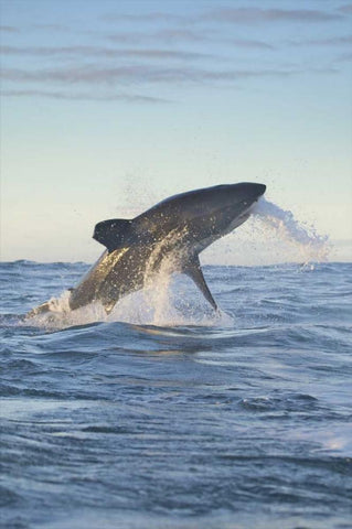 South Cape Town A great white shark hunting White Modern Wood Framed Art Print with Double Matting by Anon, Josh