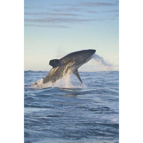 South Cape Town A great white shark hunting Black Modern Wood Framed Art Print by Anon, Josh