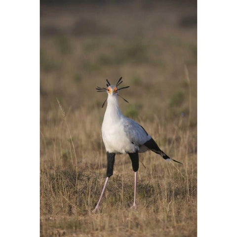 South Port Elizabeth A secretary bird portrait Gold Ornate Wood Framed Art Print with Double Matting by Anon, Josh