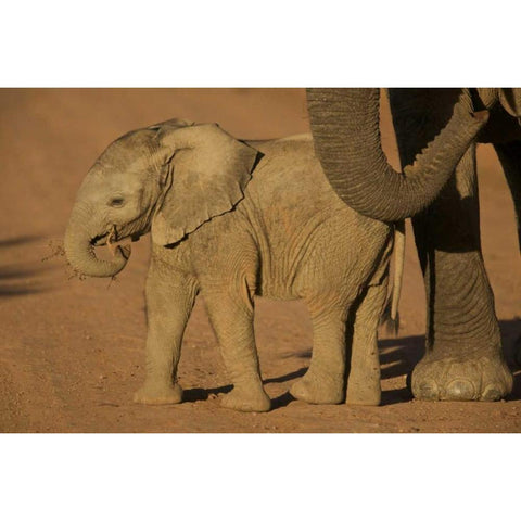 South Africa Baby elephant plays with a branch White Modern Wood Framed Art Print by Anon, Josh