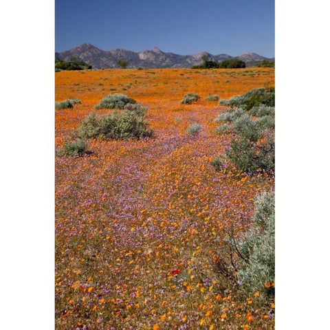 Wildflower season, Namaqua NP, South Africa Black Modern Wood Framed Art Print by Kaveney, Wendy