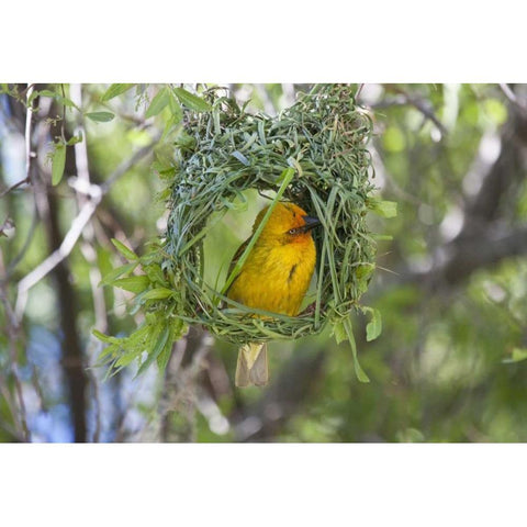 Slender-billed Weaver, Kamieskroon, South Africa Black Modern Wood Framed Art Print by Young, Bill