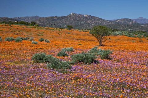 Orange purple blossoms, Namaqua NP, South Africa White Modern Wood Framed Art Print with Double Matting by Young, Bill