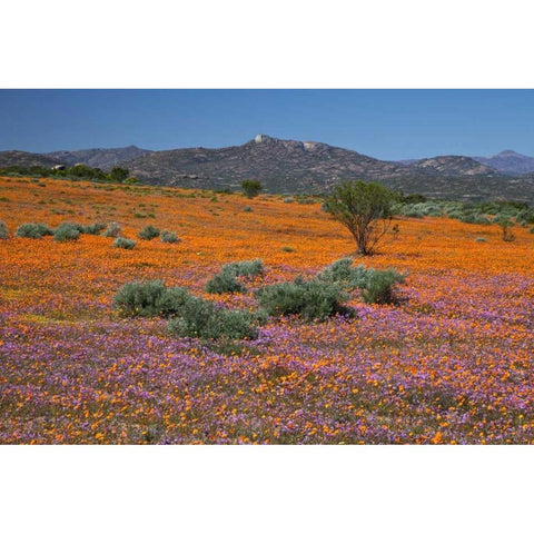 Orange purple blossoms, Namaqua NP, South Africa Gold Ornate Wood Framed Art Print with Double Matting by Young, Bill