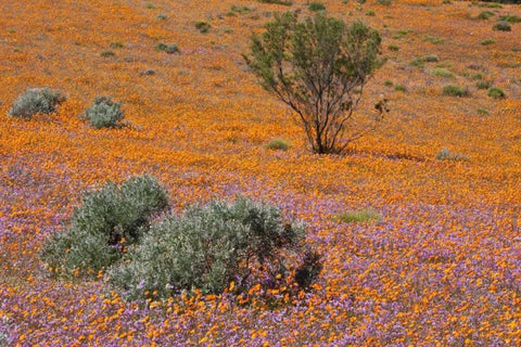 Blossoms in Namaqua NP, Namaqualand, South Africa Black Ornate Wood Framed Art Print with Double Matting by Young, Bill