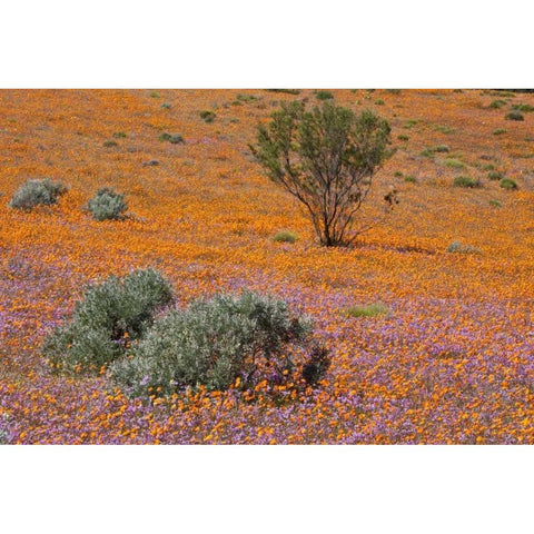 Blossoms in Namaqua NP, Namaqualand, South Africa Black Modern Wood Framed Art Print with Double Matting by Young, Bill