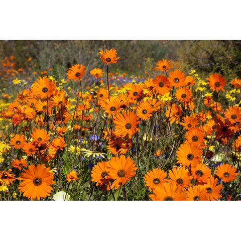 flowers in Namaqua NP, Namaqualand, South Africa Black Modern Wood Framed Art Print by Young, Bill